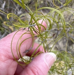 Caustis flexuosa at Moollattoo, NSW - 12 Sep 2023