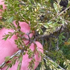 Gaudium trinervium (Paperbark Teatree) at Moollattoo, NSW - 12 Sep 2023 by lbradley
