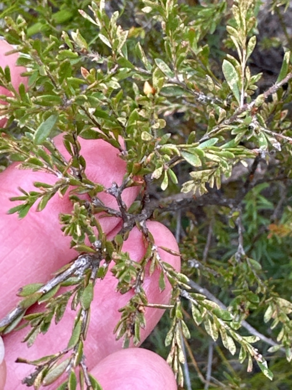 Leptospermum trinervium at Moollattoo, NSW - 12 Sep 2023