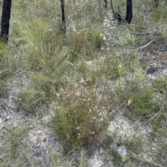 Gaudium trinerva at Moollattoo, NSW - 12 Sep 2023