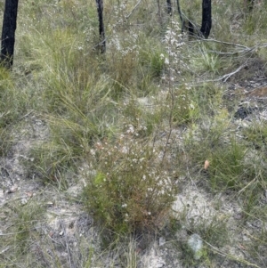 Leptospermum trinervium at Moollattoo, NSW - 12 Sep 2023