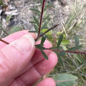 Pimelea linifolia at Moollattoo, NSW - 12 Sep 2023