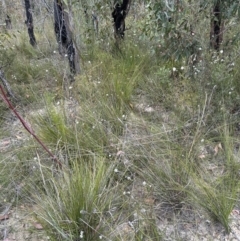 Pimelea linifolia at Moollattoo, NSW - 12 Sep 2023