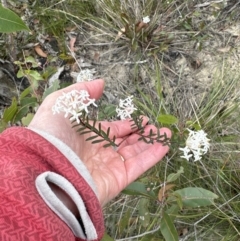 Pimelea linifolia at Moollattoo, NSW - 12 Sep 2023