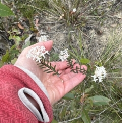 Pimelea linifolia at Moollattoo, NSW - 12 Sep 2023 10:42 AM