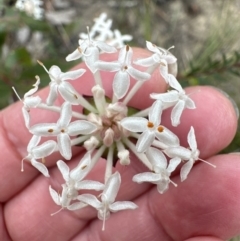 Pimelea linifolia at Moollattoo, NSW - 12 Sep 2023 10:42 AM