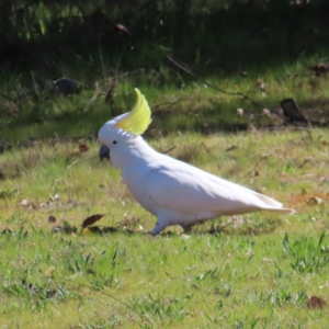 Cacatua galerita at Belconnen, ACT - 9 Sep 2023