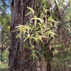 Clematis leptophylla (Small-leaf Clematis, Old Man's Beard) at Aranda Bushland - 9 Sep 2023 by MatthewFrawley