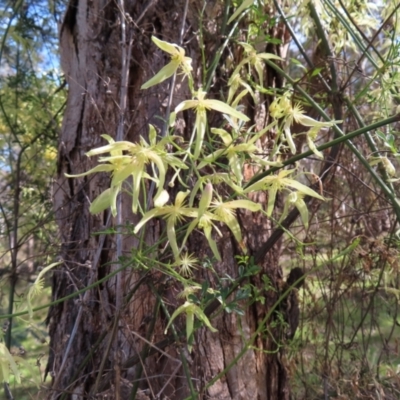 Clematis leptophylla (Small-leaf Clematis, Old Man's Beard) at Belconnen, ACT - 9 Sep 2023 by MatthewFrawley