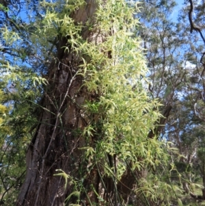 Clematis leptophylla at Belconnen, ACT - 9 Sep 2023 10:11 AM