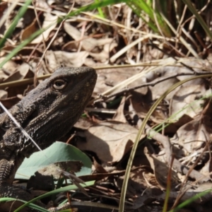 Pogona barbata at Belconnen, ACT - 9 Sep 2023