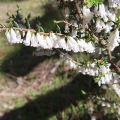 Styphelia fletcheri subsp. brevisepala (Twin Flower Beard-Heath) at Belconnen, ACT - 9 Sep 2023 by MatthewFrawley