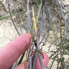Cassytha glabella (Slender Devil's Twine) at Moollattoo, NSW - 12 Sep 2023 by lbradley