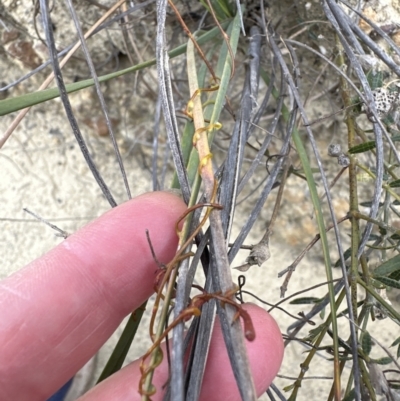Cassytha glabella (Slender Devil's Twine) at Moollattoo, NSW - 12 Sep 2023 by lbradley