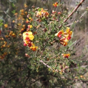 Dillwynia phylicoides at Belconnen, ACT - 9 Sep 2023