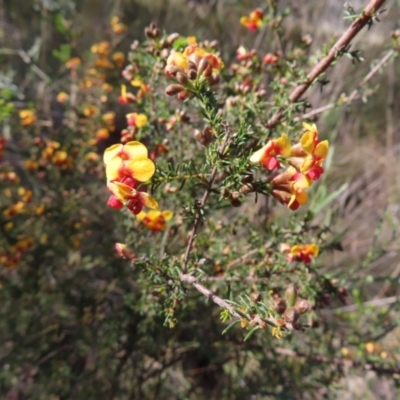 Dillwynia phylicoides (A Parrot-pea) at Belconnen, ACT - 9 Sep 2023 by MatthewFrawley