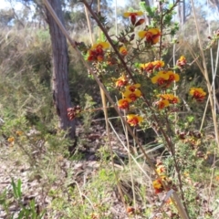 Dillwynia phylicoides at Belconnen, ACT - 9 Sep 2023