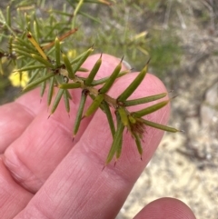 Acacia echinula (Hedgehog Wattle) at Moollattoo, NSW - 12 Sep 2023 by lbradley