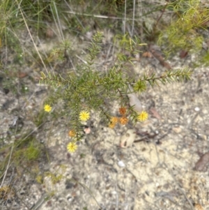 Acacia echinula at Moollattoo, NSW - 12 Sep 2023 10:54 AM