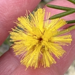 Acacia echinula at Moollattoo, NSW - 12 Sep 2023