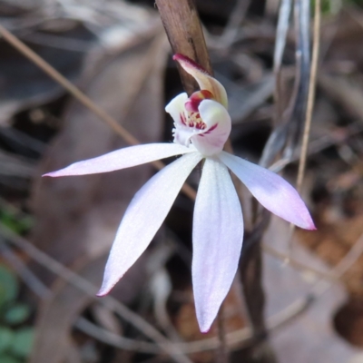 Caladenia fuscata (Dusky Fingers) at Belconnen, ACT - 9 Sep 2023 by MatthewFrawley