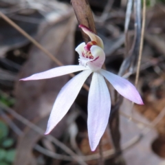 Caladenia fuscata (Dusky Fingers) at Belconnen, ACT - 9 Sep 2023 by MatthewFrawley