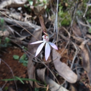 Caladenia fuscata at Belconnen, ACT - suppressed