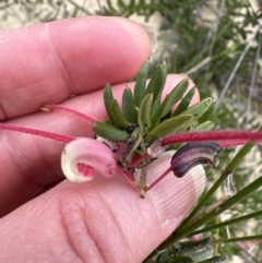 Grevillea baueri (Bauer’s Grevillea) at Moollattoo, NSW - 12 Sep 2023 by lbradleyKV