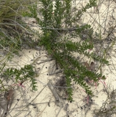 Grevillea baueri at Moollattoo, NSW - 12 Sep 2023