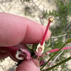 Grevillea baueri at Moollattoo, NSW - 12 Sep 2023