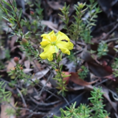 Hibbertia calycina (Lesser Guinea-flower) at Aranda Bushland - 9 Sep 2023 by MatthewFrawley