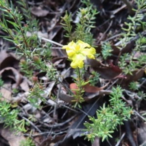 Hibbertia calycina at Belconnen, ACT - 9 Sep 2023