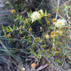 Acacia gunnii (Ploughshare Wattle) at Aranda Bushland - 9 Sep 2023 by MatthewFrawley