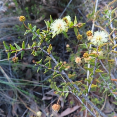 Acacia gunnii (Ploughshare Wattle) at Belconnen, ACT - 9 Sep 2023 by MatthewFrawley