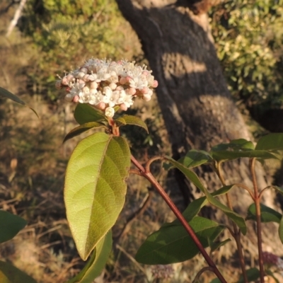 Viburnum tinus (Laurustinus) at Tuggeranong Hill - 10 Sep 2023 by michaelb
