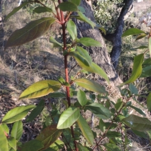 Viburnum tinus at Conder, ACT - 10 Sep 2023 05:37 PM