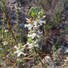 Brachyloma daphnoides (Daphne Heath) at Aranda Bushland - 9 Sep 2023 by MatthewFrawley