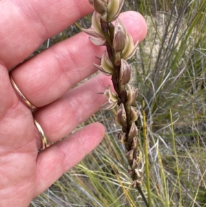 Prasophyllum elatum at Moollattoo, NSW - 12 Sep 2023