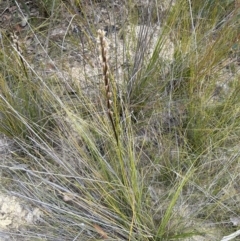 Prasophyllum elatum at Moollattoo, NSW - suppressed