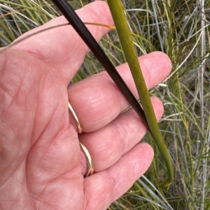 Prasophyllum elatum at Moollattoo, NSW - suppressed