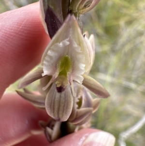 Prasophyllum elatum at Moollattoo, NSW - suppressed