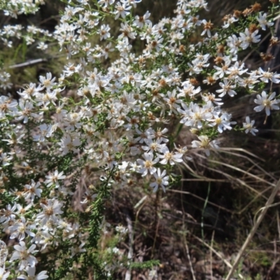 Olearia microphylla (Olearia) at Belconnen, ACT - 9 Sep 2023 by MatthewFrawley