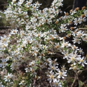 Olearia microphylla at Belconnen, ACT - 9 Sep 2023 10:45 AM