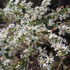 Olearia microphylla at Belconnen, ACT - 9 Sep 2023