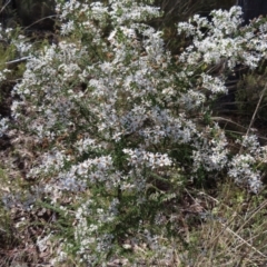 Olearia microphylla at Belconnen, ACT - 9 Sep 2023