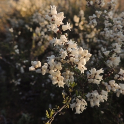 Cryptandra amara (Bitter Cryptandra) at Tuggeranong Hill - 10 Sep 2023 by michaelb