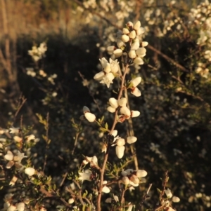 Cryptandra amara at Conder, ACT - 10 Sep 2023 05:40 PM