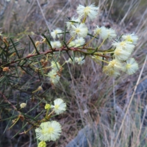 Acacia genistifolia at Belconnen, ACT - 9 Sep 2023 10:49 AM