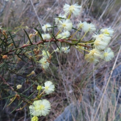 Acacia genistifolia (Early Wattle) at Aranda Bushland - 9 Sep 2023 by MatthewFrawley