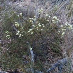 Acacia genistifolia at Belconnen, ACT - 9 Sep 2023